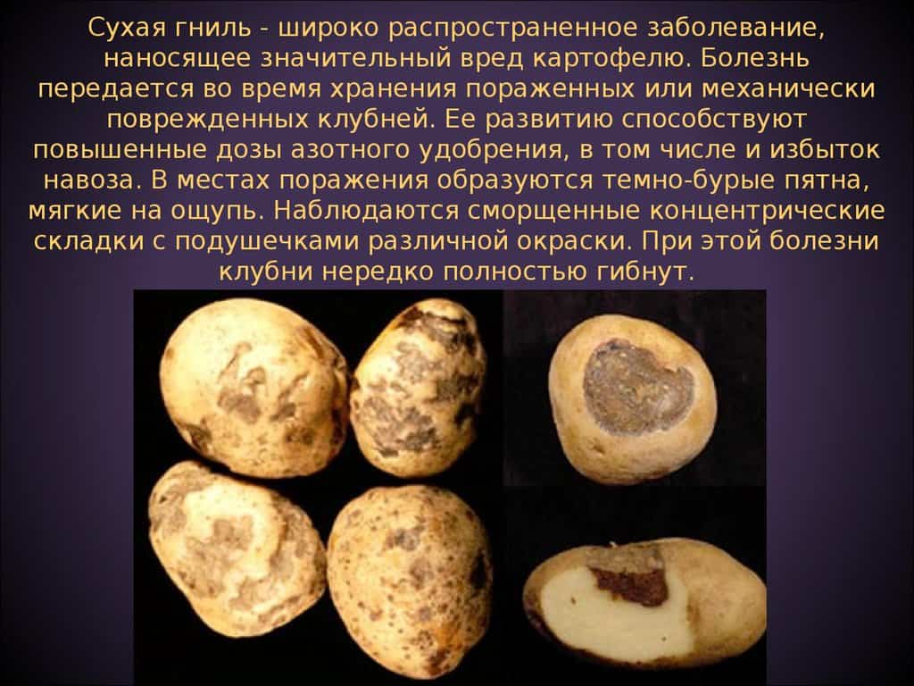 Заболевания картофеля клубней фото и название