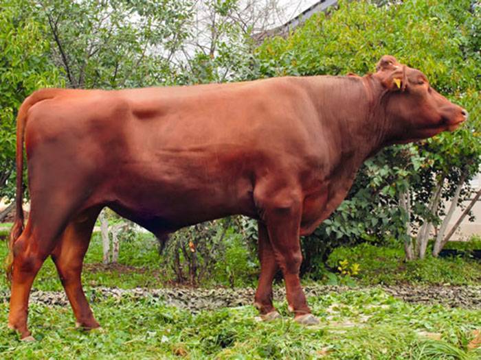 ᐉ красная степная порода коров: характеристики и описание - zooon.ru