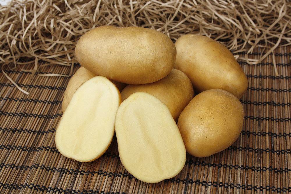 Что нужно знать о картофеле импала