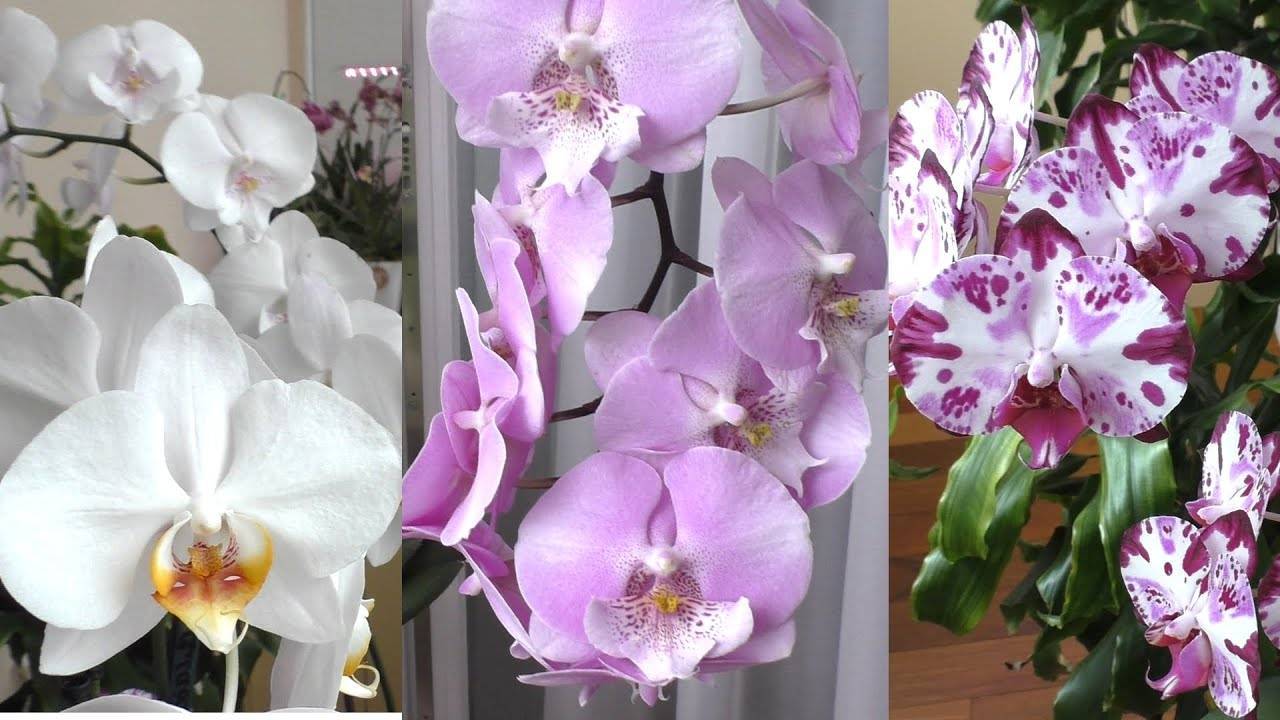 Орхидея биг лип: фото и подробное описание, особенности цветения, популярные разновидности и рекомендации по уходу за растением в домашних условиях