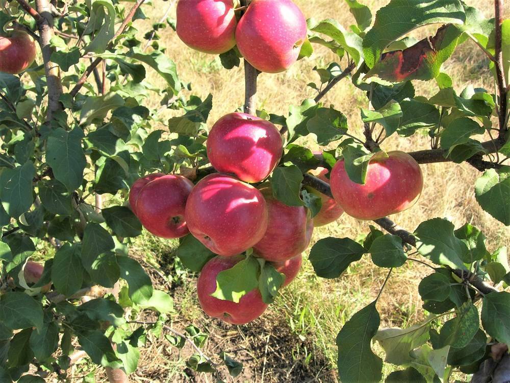 Описание сорта яблони лобо: фото яблок, важные характеристики, урожайность с дерева