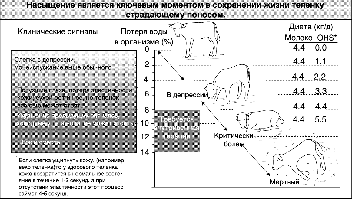 Крс белкам. Схема лечения диареи у телят. Диспепсия телят патогенез схема. Степень обезвоживания телят. Профилактика диспепсии телят.