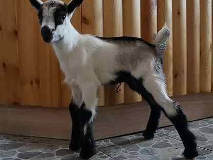 Альпийский козел — отзывы и описание породы, альпийская порода коз, общая характеристика