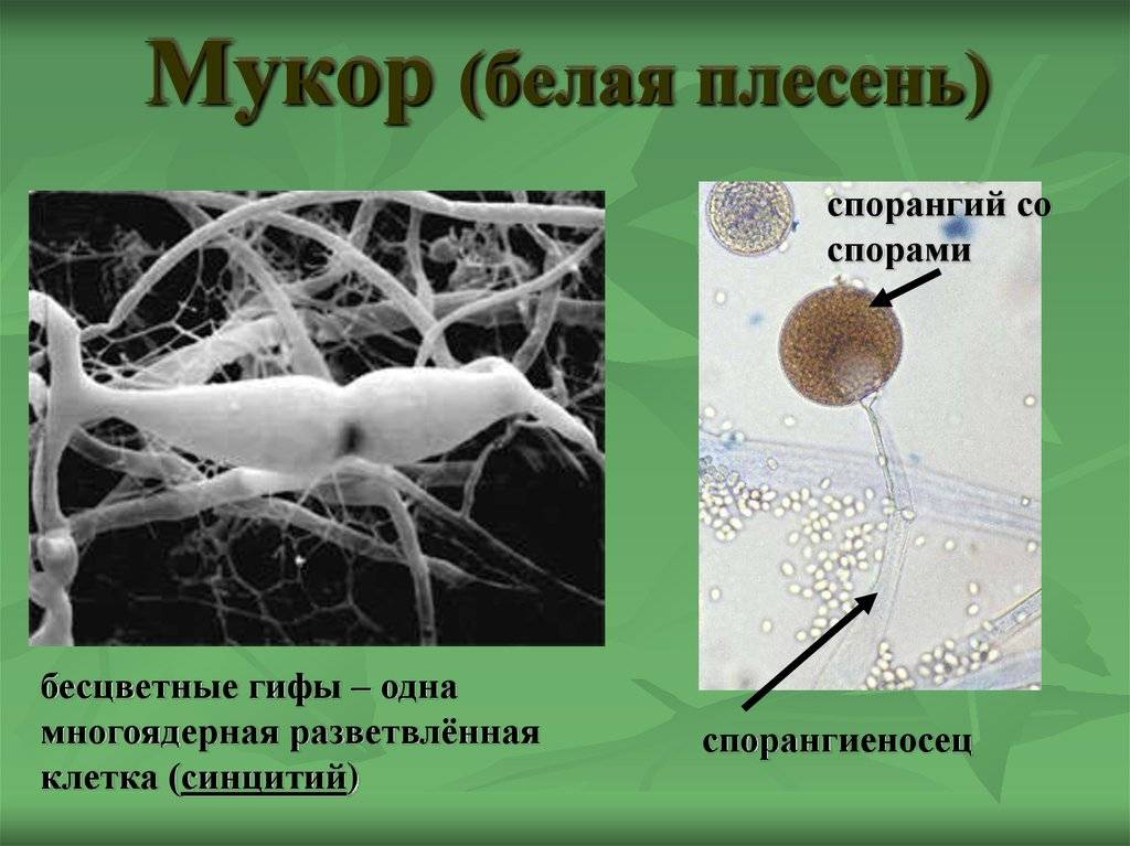 Гриб мукор ℹ️ строение плесневого гриба, как выглядит под микроскопом, особенности размножения и питания, значение в природе, использование человеком, опасность плесени