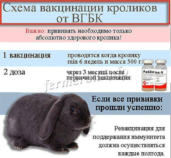 Болезни кроликов: виды заболеваний, симптомы, лечение.