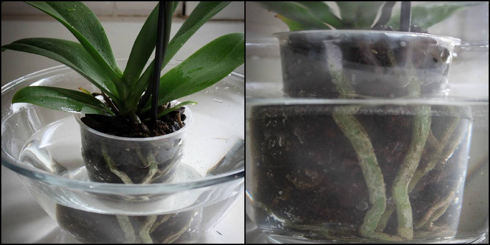 Как поливать орхидеи в домашних условиях правильно