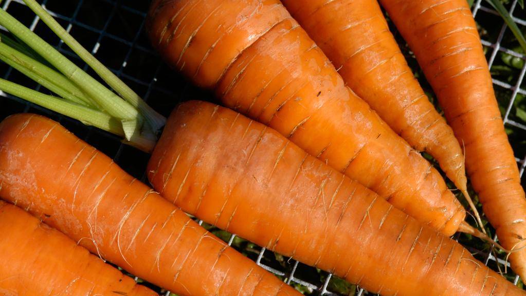 Лучшие сорта моркови, топ-10 рейтинг хороших сортов моркови