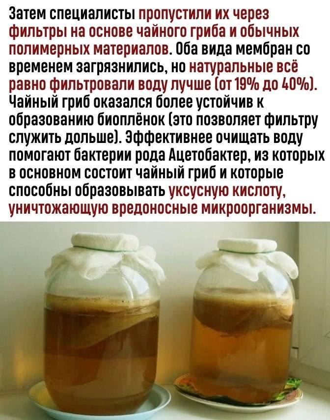 Можно пить чайный гриб при сахарном диабете. Чайный гриб. Ча НВЙ гриб. Полезен ли чайный гриб. Чайный гриб противопоказания.