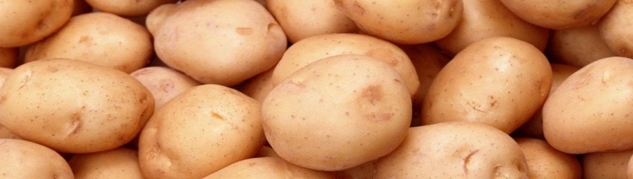Характеристика семенного картофеля «романо», описание сорта и фото