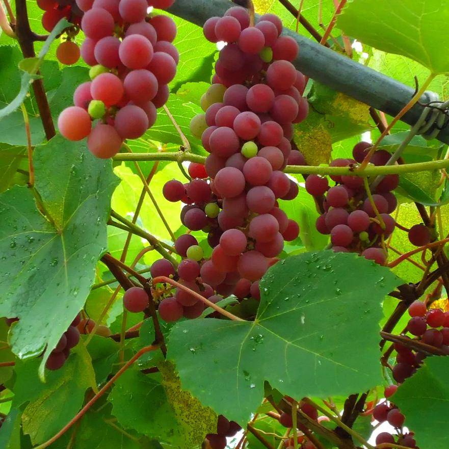 Виноград лидия: описание сорта, фото, отзывы, видео