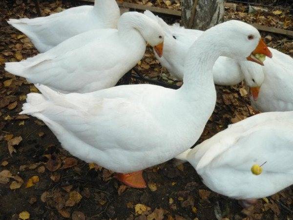 Все о губернаторской породе гусей: описание, характеристики, как выращивать