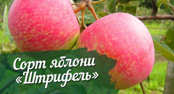 Яблоня штрейфлинг – старинный поздний сорт