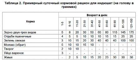 Чем кормить индюшат в домашних условиях?