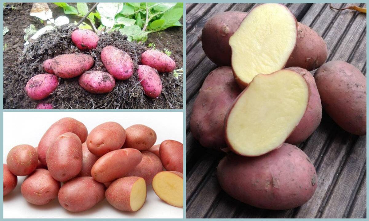 Высокоурожайный сорт картофеля «эволюшен», способный адаптироваться к условиям любого климата