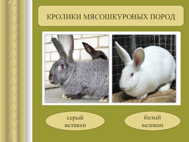 Породы кроликов: разновидности, фото, описание