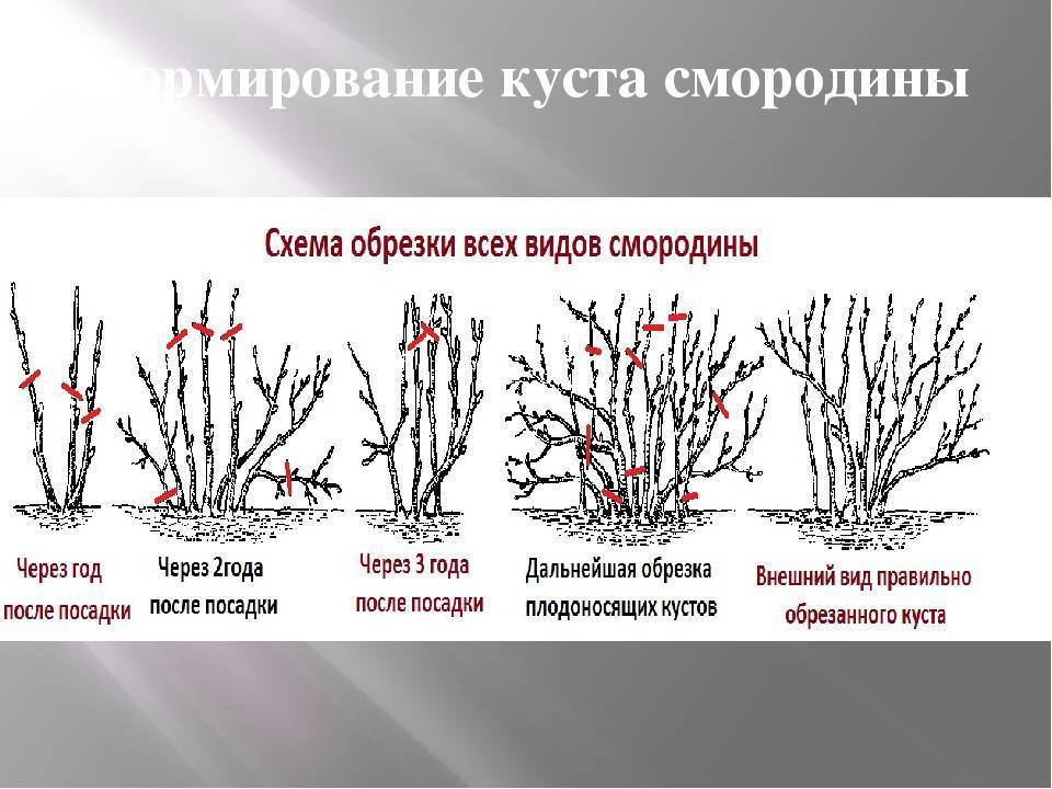 Обрезка йошты весной для начинающих в картинках