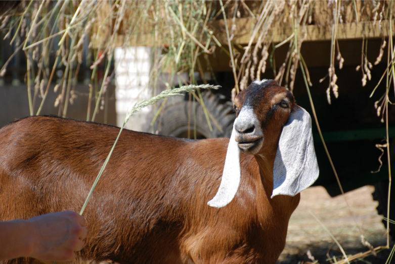 Нубийские козы: описание породы,содержание и уход - домашние наши друзья