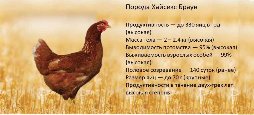 ᐉ куры браун ник - описание породы, прдуктивность кросса - zooon.ru
