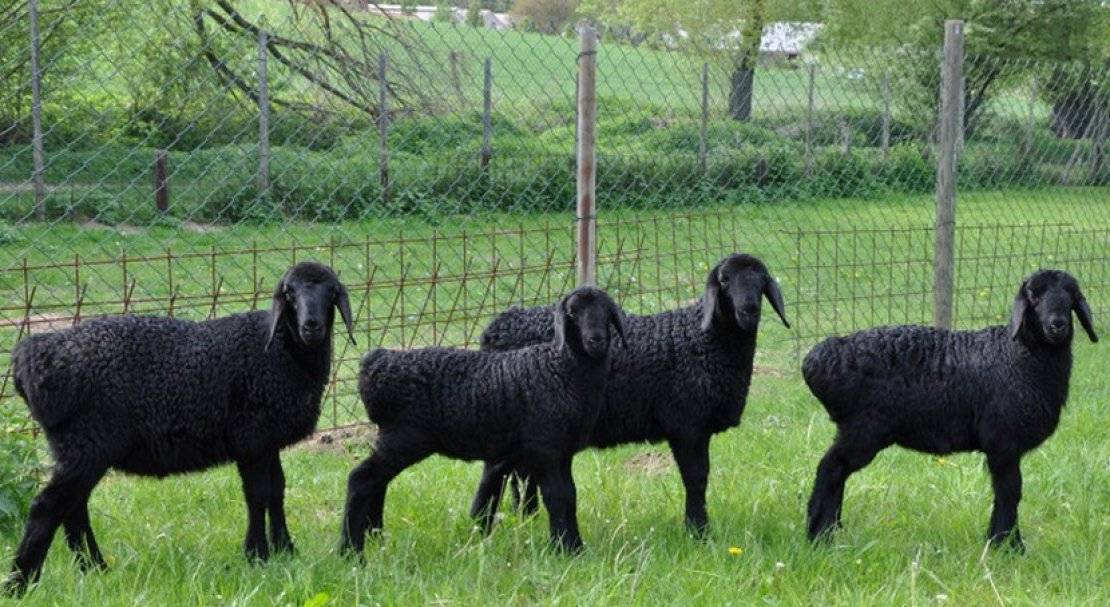 Курдючные овцы: фото, разведение, характеристика, описание породы