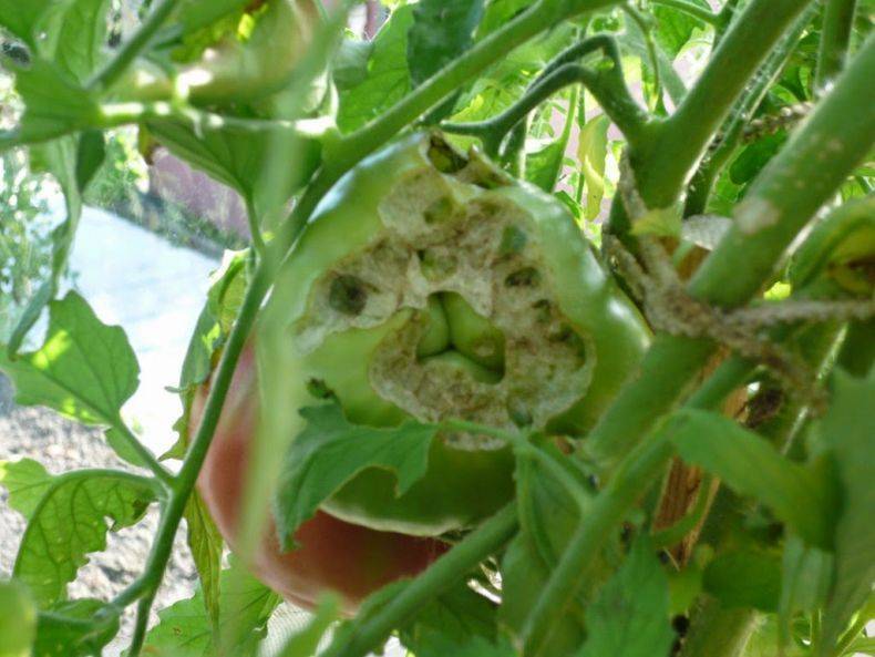 Болезни томатов в теплице фото и лечение: борьба за помидоры, гусеницы едят поликарбонат, вредители и заболевания