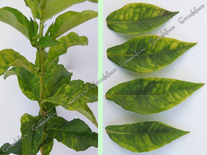 Болезни листьев у флоксов: описания с фото и способы лечения