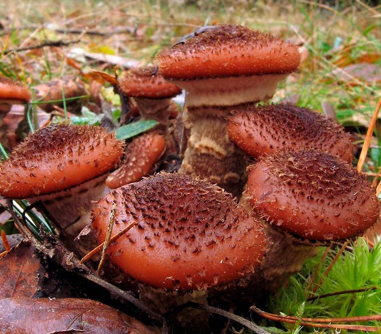 Еловый опенок темного цвета: фото, как выглядят съедобные грибы и как их отличить от ложных