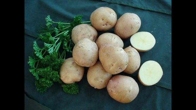 Сорта картофеля с белой мякотью: описание и фото