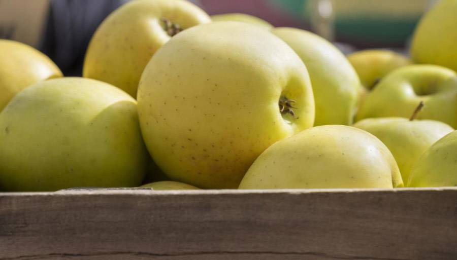 Яблоки голден: описание сорта и разновидности, посадка и уход, отзывы с фото