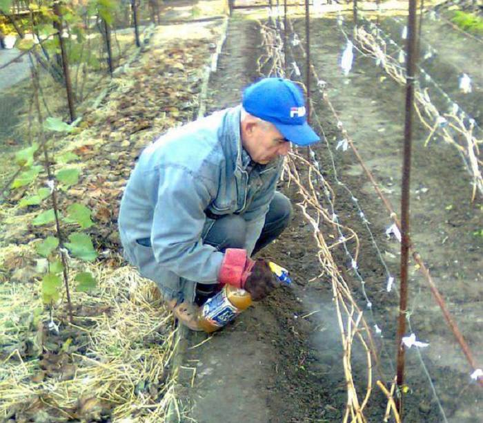 Осенняя обработка винограда перед укрытием на зиму: чем и как опрыскивать