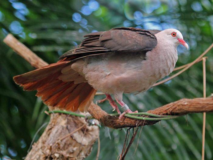 Розовый голубь: ареал обитания и образ жизни