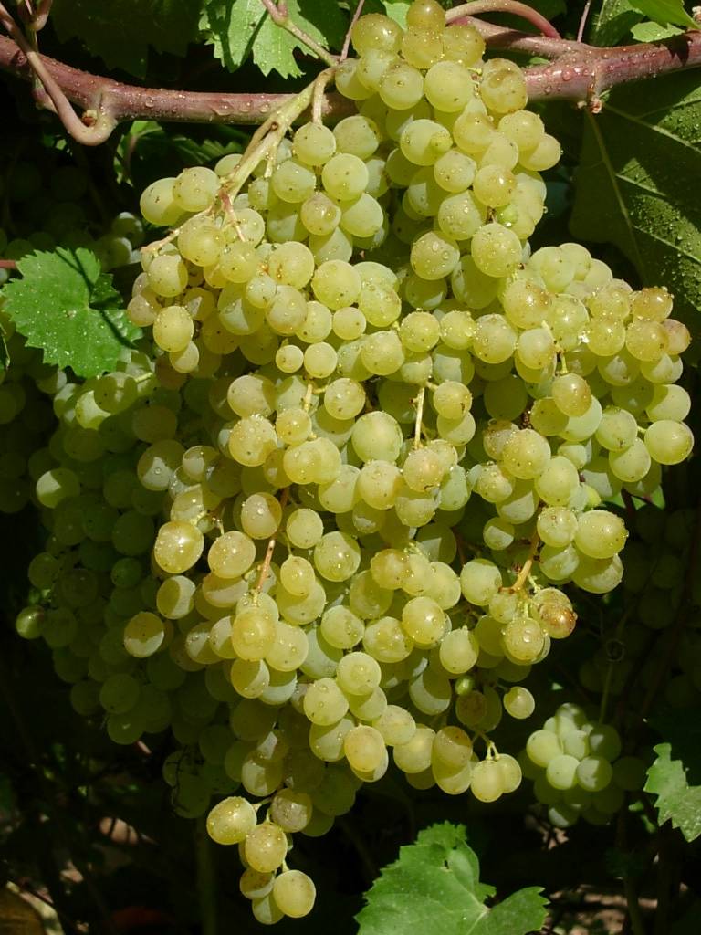 Сорт винограда русбол: фото, отзывы, описание, характеристики.