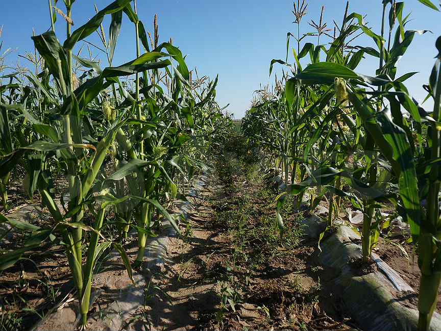 Выращивание кукурузы: сорта на зерно, технология в открытом грунте и теплице, уход с фото