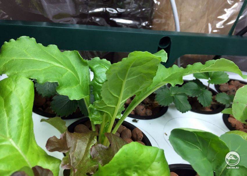 Как вырастить рукколу в домашних условиях на подоконнике из семян: посадка и уход