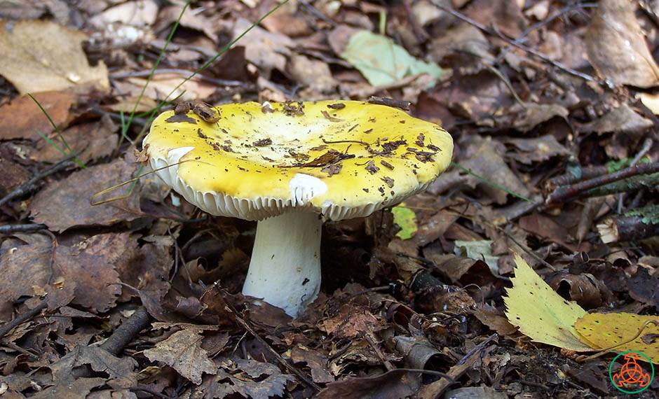 Сыроежка золотистая (russula aurea) – грибы сибири