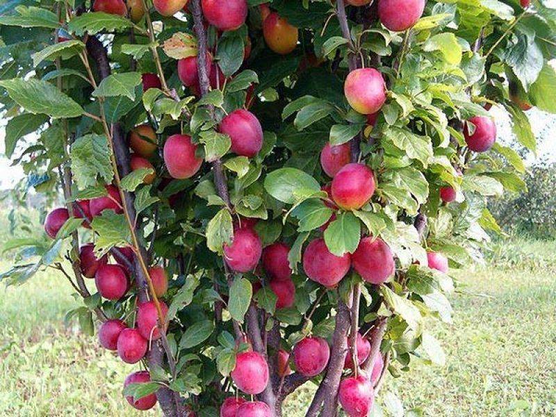 Карликовые плодовые деревья для сада