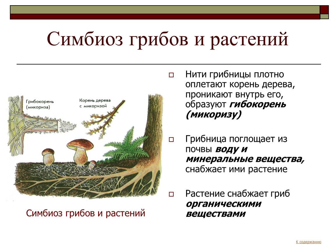 Симбиоз гриба. Какова взаимосвязь между этими понятиями симбиоз и грибокорень.