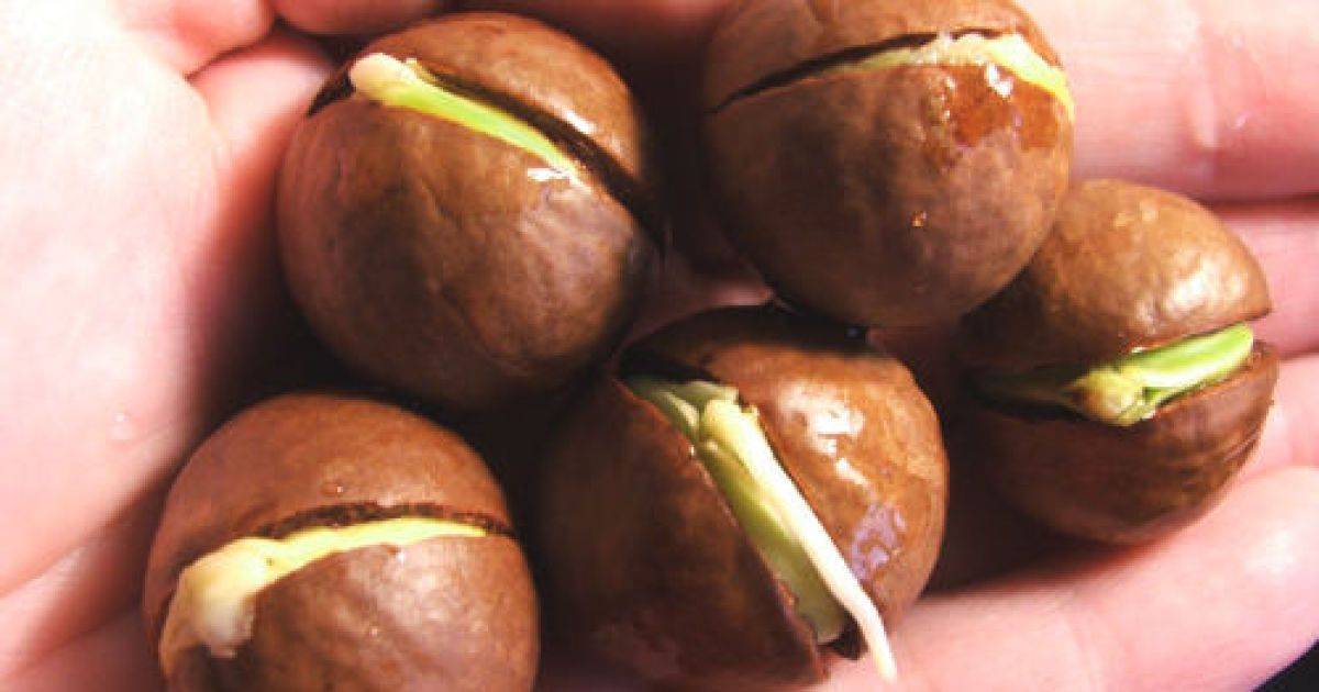 Фундук из орешка: проращивание и посадка в домашних условиях