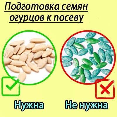 Как сажать огурцы на рассаду: подготовка семян, техника посева и выращивания + правила, сроки, уход
