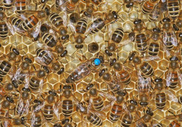 Какая порода пчел лучше: карпатка или карника, и в чем заключаются отличия между ними