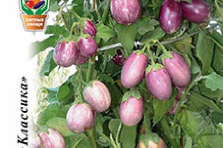 Какие баклажаны посеять сейчас на рассаду? список самых вкусных и необычных сортов от supersadovnik