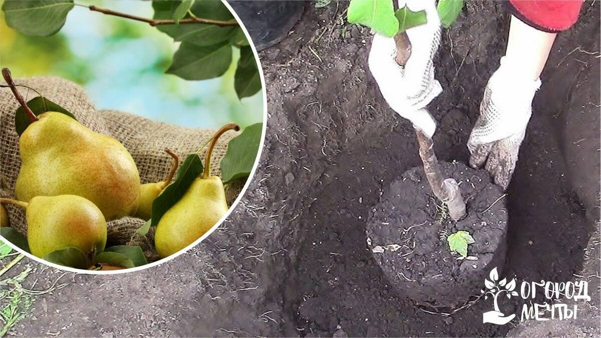Когда лучше посадить грушу весной или осенью? и остальные нюансы выращивания дерева