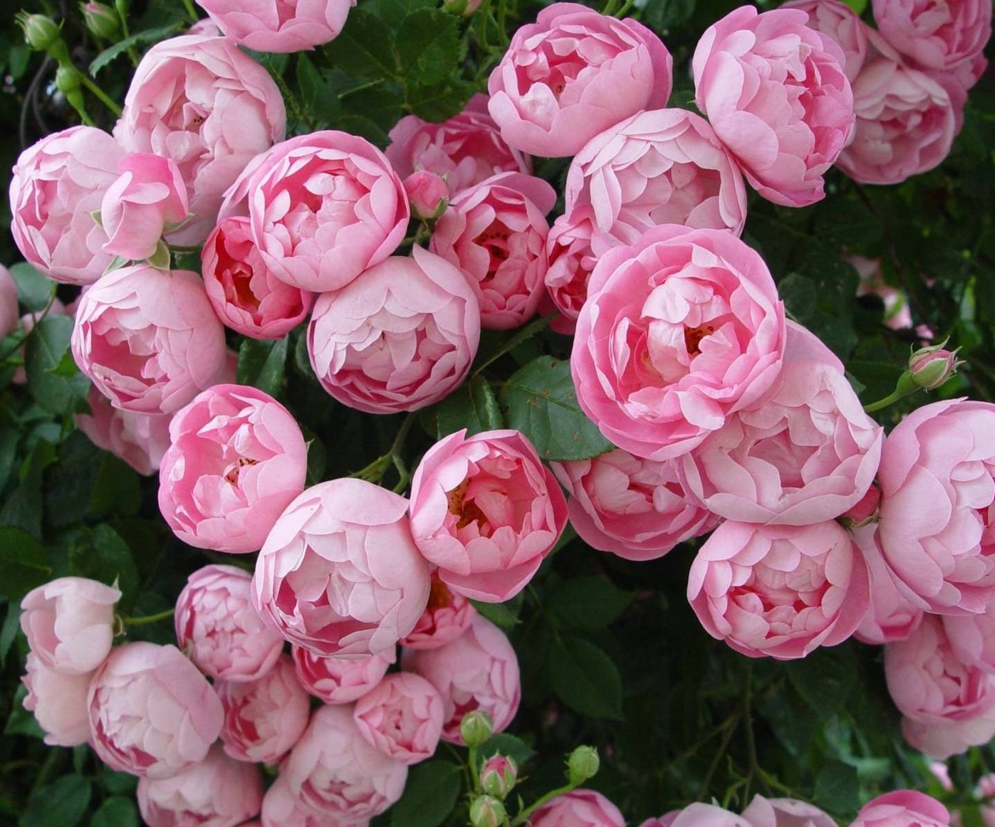 Пионовидная роза: описание и применение в дизайне сада + 16 лучших сортов красного, розового, белого и желтого цвета