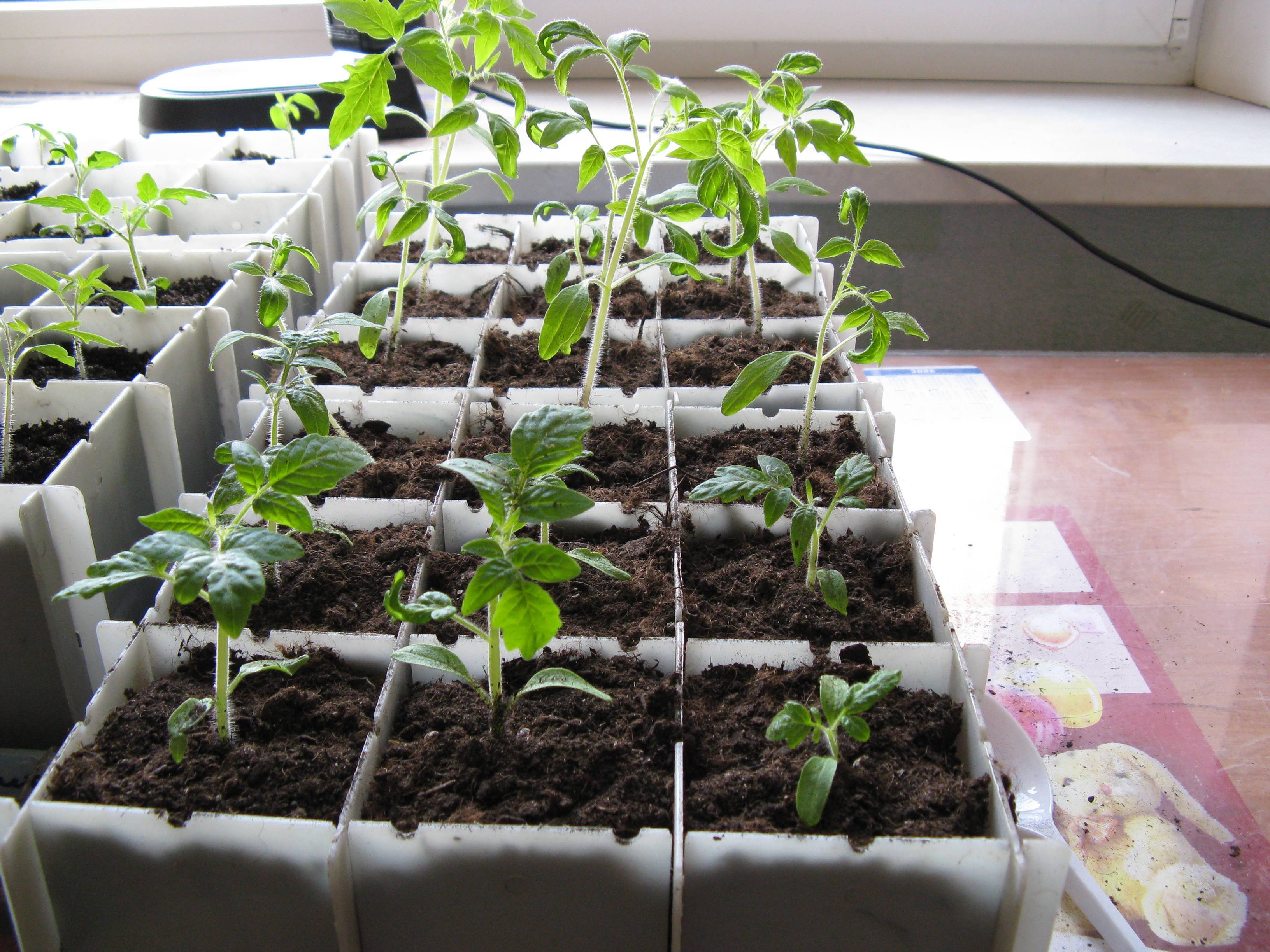 Как правильно сеять семена помидор на рассаду дома