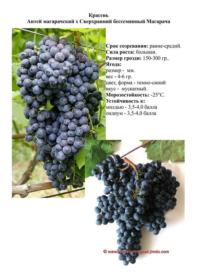 Сибирские сорта винограда фото и описание