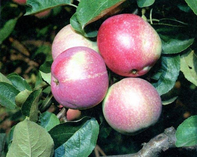 Сорт яблони слава победителям: описание, характеристики, отзывы, фото, агротехника выращивания плодового дерева, урожайность