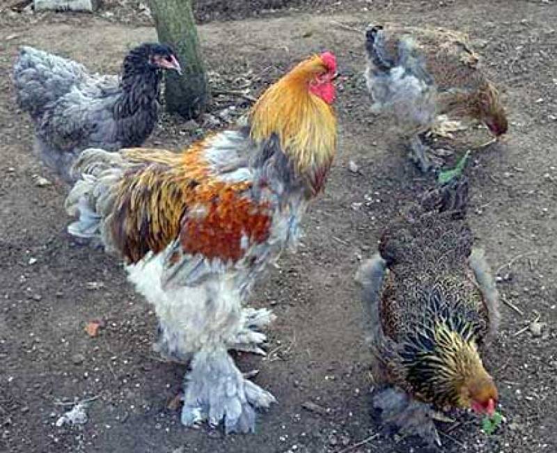 Курица породы брама: отзывы, разведение