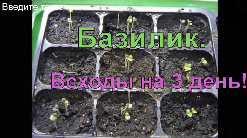 Как посадить и вырастить базилик из семян в домашних условиях на рассаду
