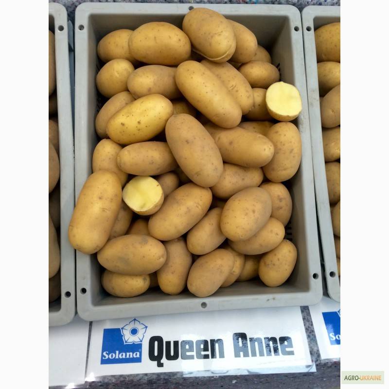 Описание сорта картофеля королева анна — как поднять урожайность