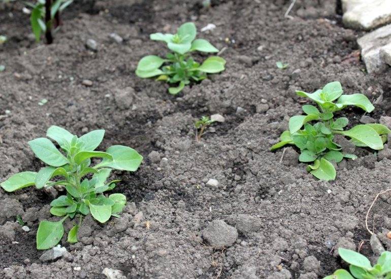 Посадка петунии в грунт рассадой – правила подготовки растения