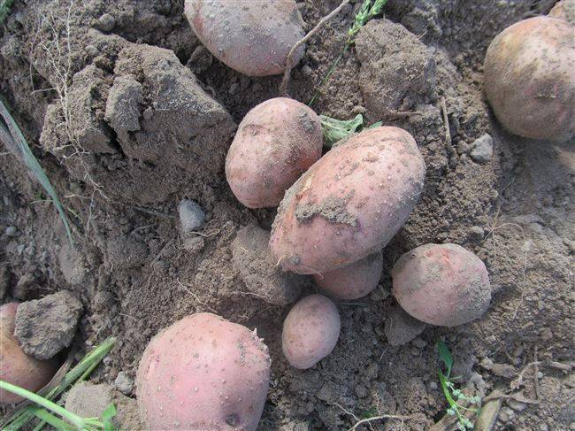 Картофель “белая роза”: особенности выращивания и уход
